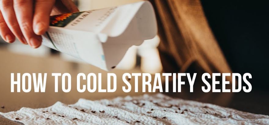 Cold Stratification