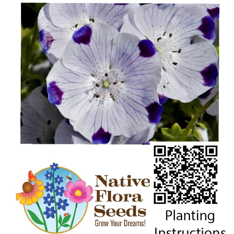 Five Spot Seeds (Nemophila maculata) - Native Wildflower