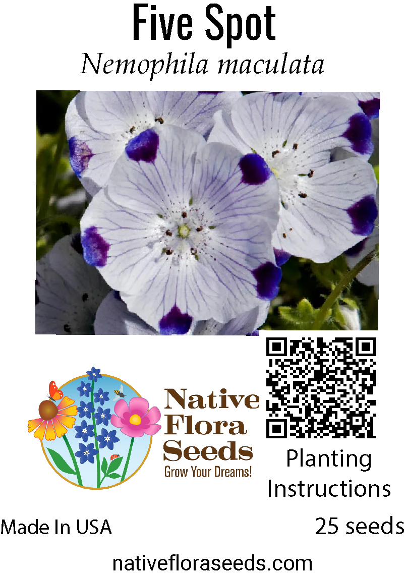 five spot flower seeds Five Spot Seeds