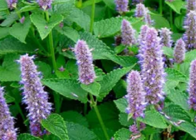 Anise Hyssop Seeds (Agastache foeniculum) - Native Wildflower