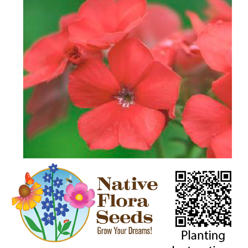 Phlox - Red Seeds (Phlox drummondii) - Native Wildflower