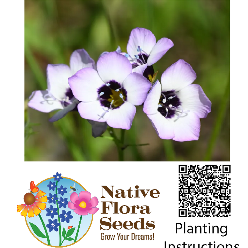 Bird's Eyes Seeds (Gilia tricolor) - Native Wildflower