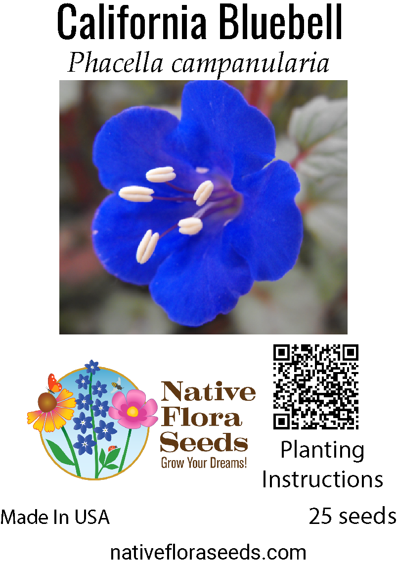 best time to plant bluebell seeds California Bluebell Seeds