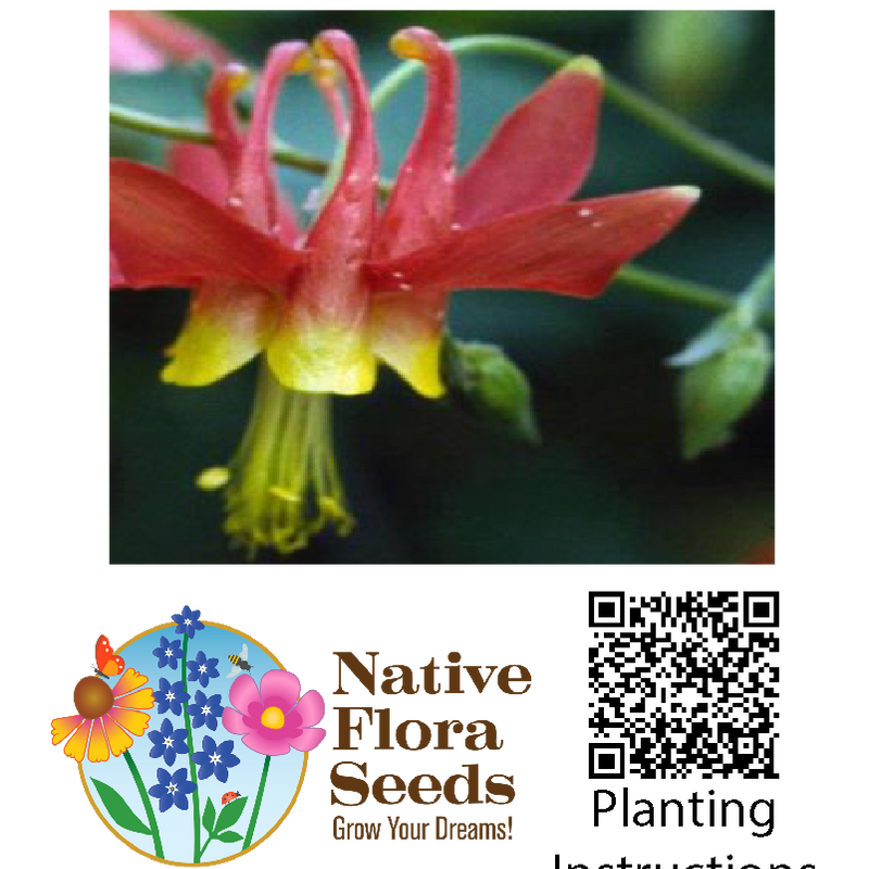 Eastern Red Columbine Seeds (Aquilegia canadensis) - Native Wildflower