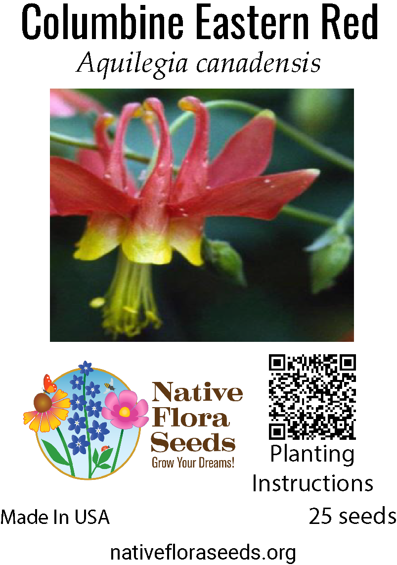 where to plant columbine seeds Eastern Red Columbine Seeds