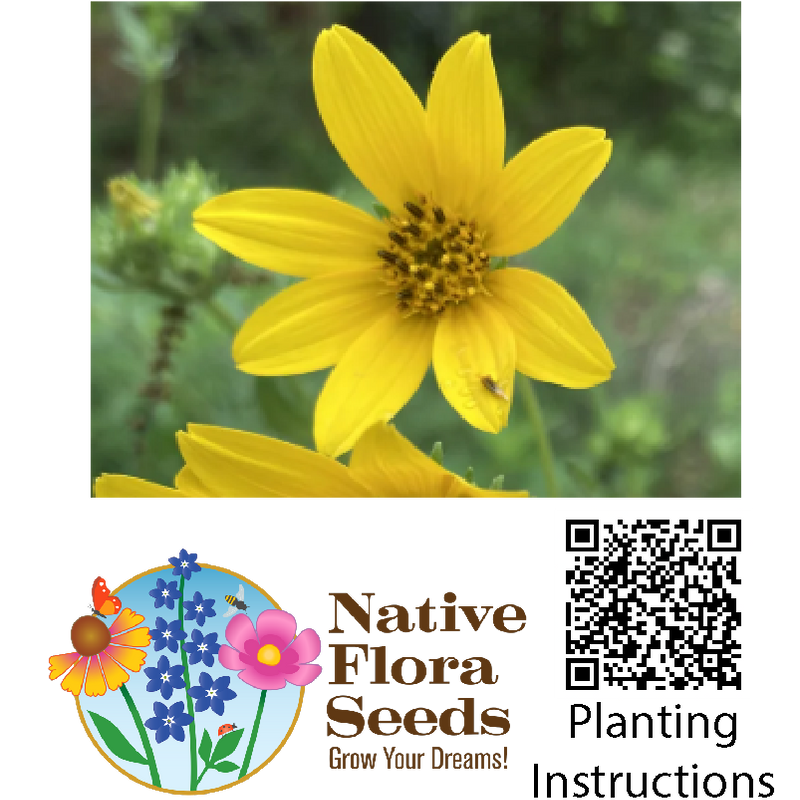 Cutleaf Daisy Seeds (Engelmannia peristenia) - Native Wildflower