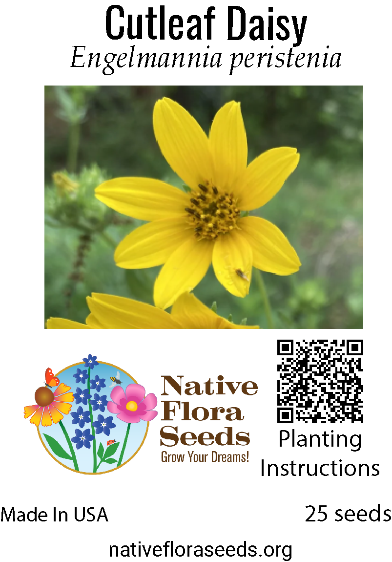 daisy wildflower seeds Cutleaf Daisy Seeds - Native Engelmann Daisy Wildflower