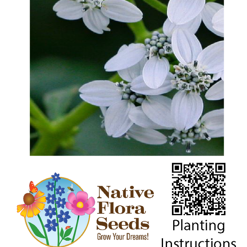 Frostweed Seeds (Verbesina virginica) - Native Wildflower