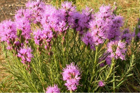 Gayfeather Blazing Star Seeds (iatris punctata var. mucronata) - Native Wildflower
