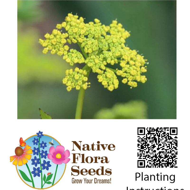 Golden Alexanders Seeds (Zizia aurea) - Native Wildflower