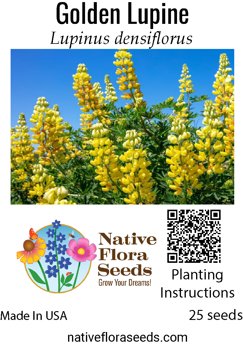 lupine seeds from plant Golden Lupine Seeds - Lupinus arboreus