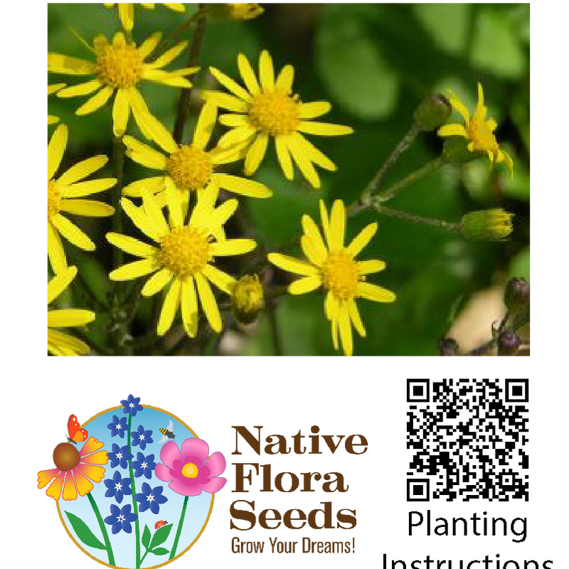 Golden Ragwort Seeds (Packera aurea) - Native Wildflower