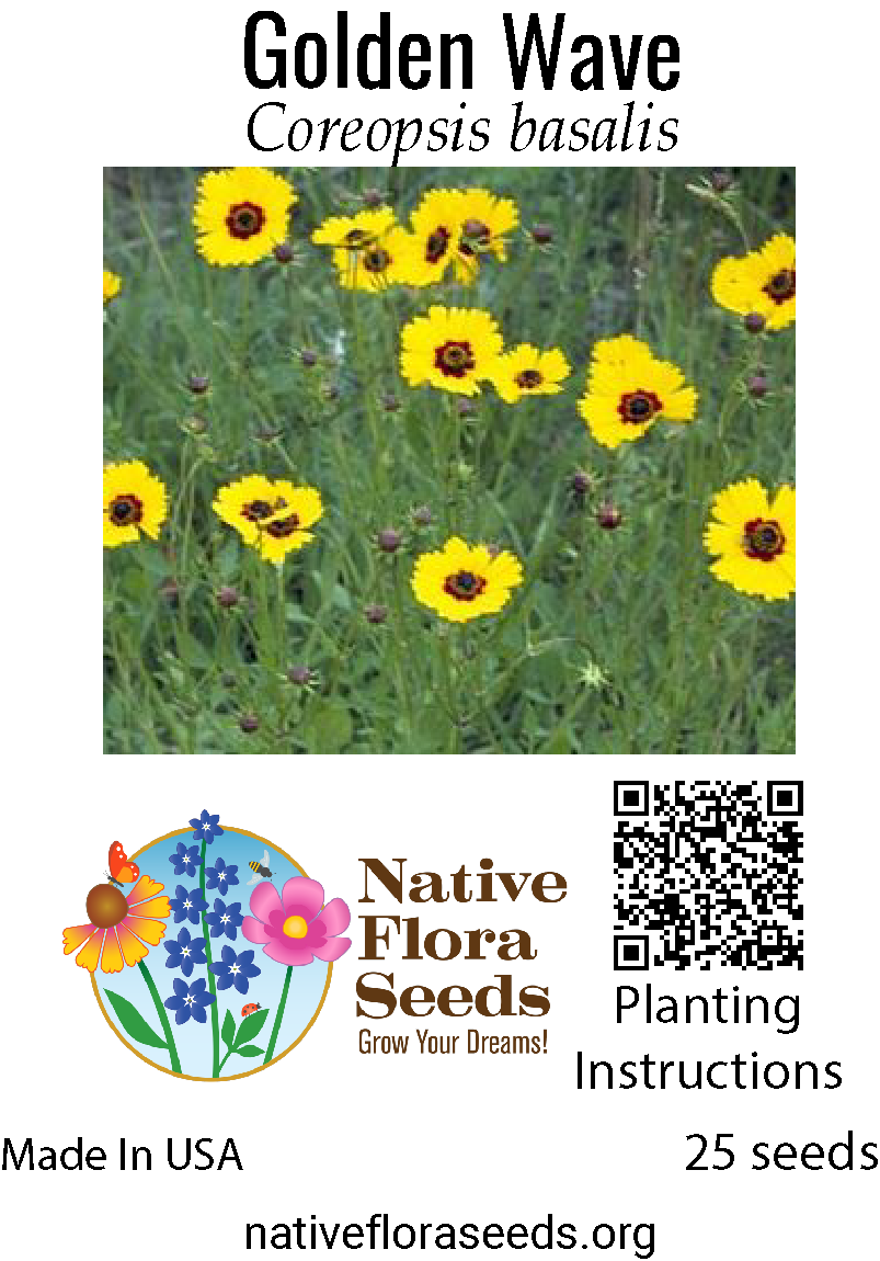 yellow wildflower seeds Golden Wave Coreopsis Seeds - Native Annual Wildflower Coreopsis basalis