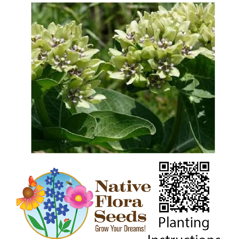 Green Milkweed Seeds (Asclepias viridis) - Native Milkweed