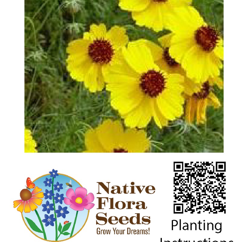 Greenthread Seeds (Thelesperma filifolium) - Native Wildflower