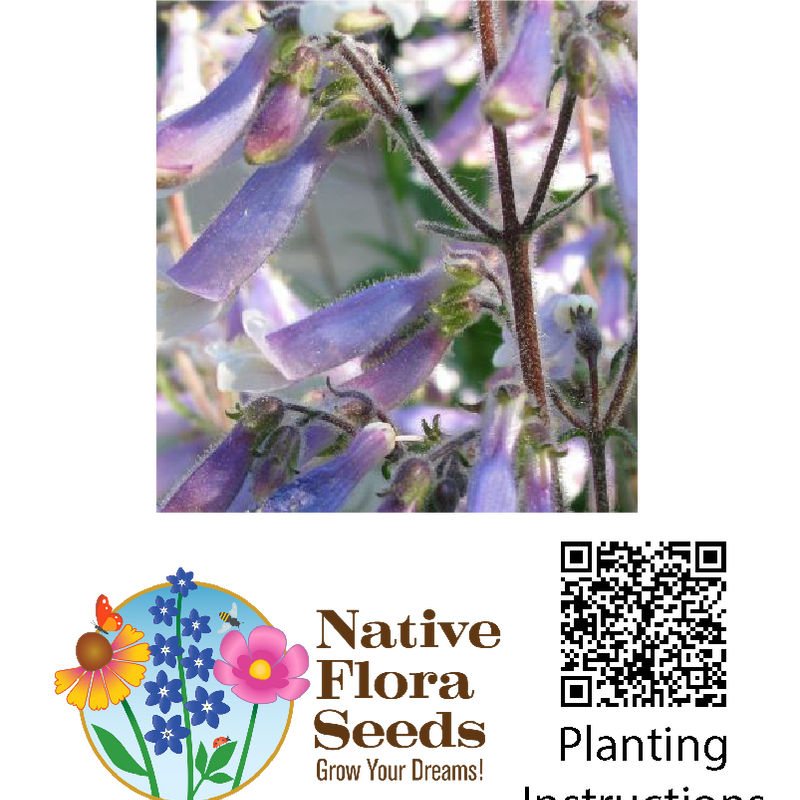 Hairy Beardtongue Seeds (Penstemon hirsutus) - Native Wildflower