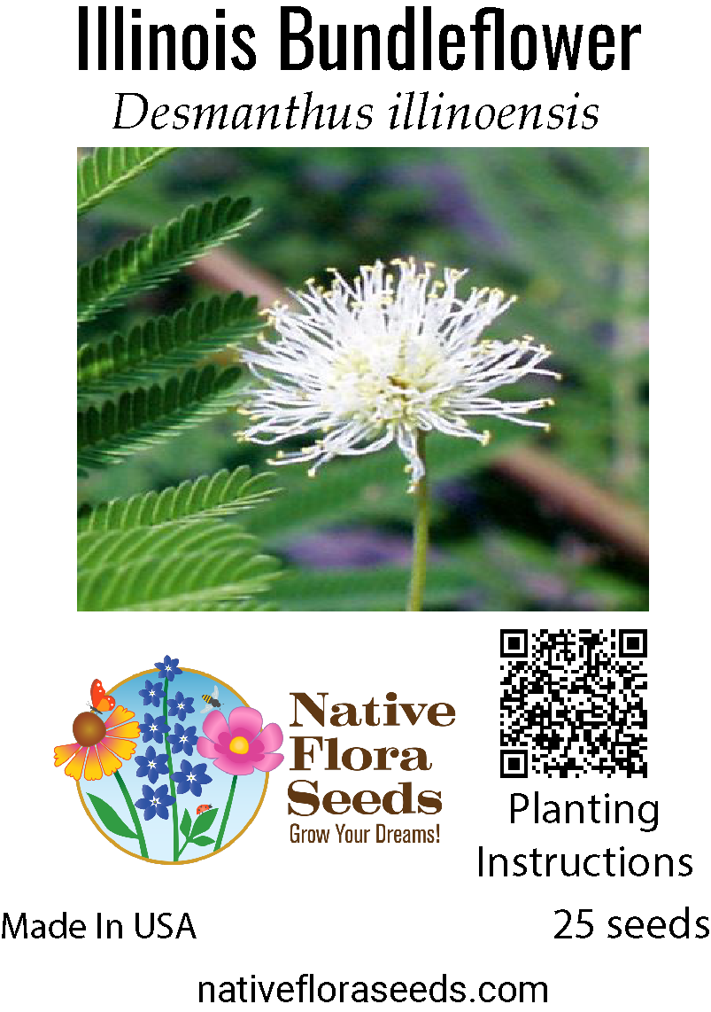 illinois native wildflower seeds Illinois Bundleflower Seeds