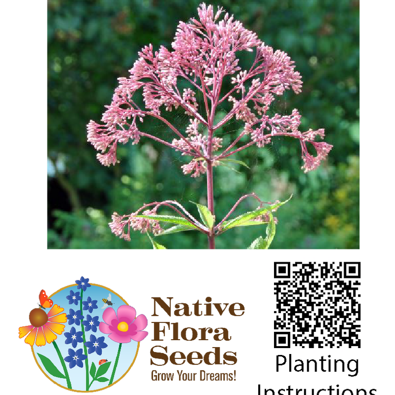 Joe Pye Weed Seeds (Eutrochium maculatum) - Native Wildflower