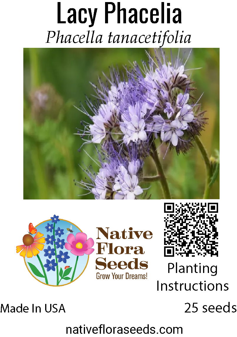 planting phacelia seeds Lacy Phacelia Seeds (Phacelia tanacetifolia)