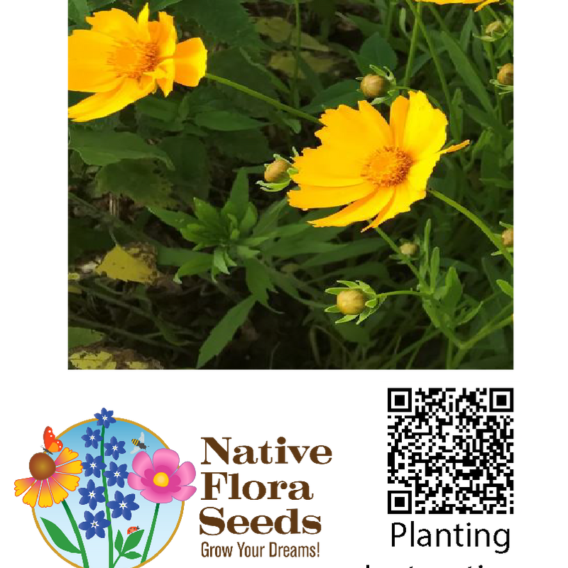 Lanceleaf Coreopsis Seeds (Coreopsis lanceolata) - Native Wildflower