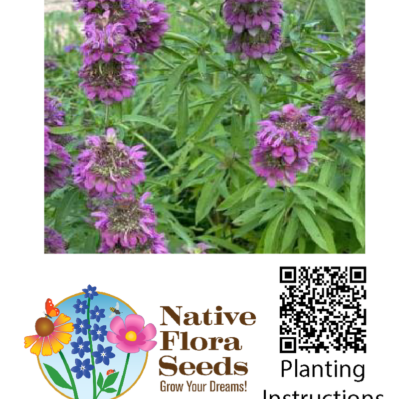 Lemon Mint Seeds (Monarda citriodora) - Native Wildflower