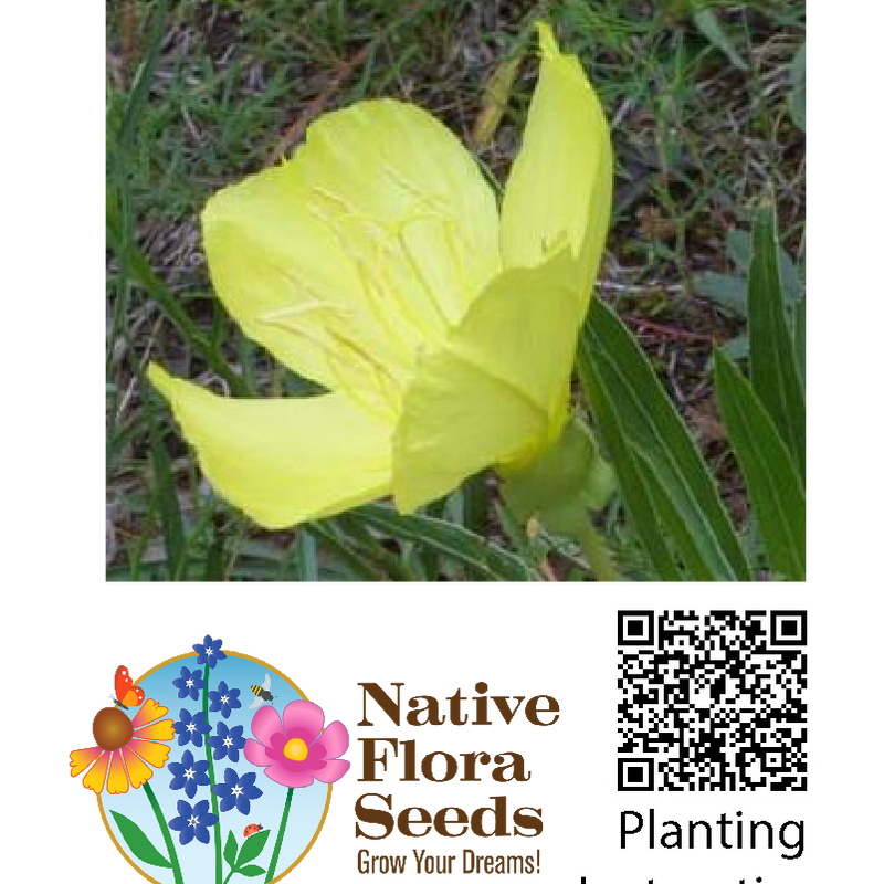 Missouri Primrose Seeds (Oenothera macrocarpa) - Native Wildflower