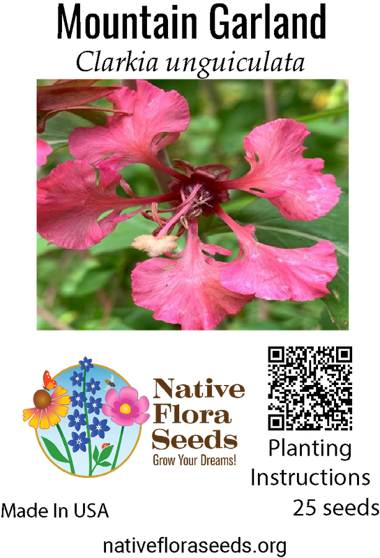 Mountain Garland Seeds (Clarkia unguiculata) - Native Wildflower