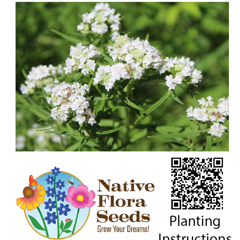 Mountain Mint Seeds (Pycnanthemum virginianum) - Native Wildflower