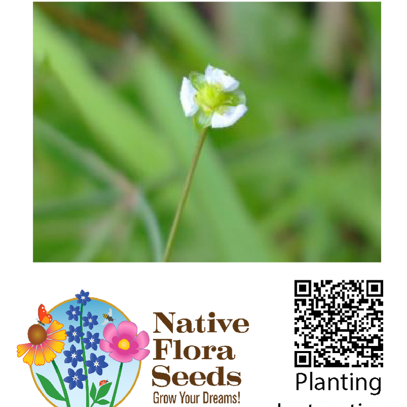 Mud Plantain Seeds (Alisma subcordatum) - Native Wildflower
