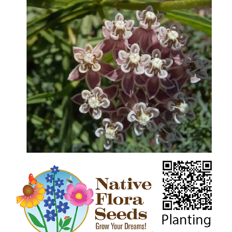 Narrowleaf Milkweed Seeds (Asclepias fascicularis) - Native Milkweed