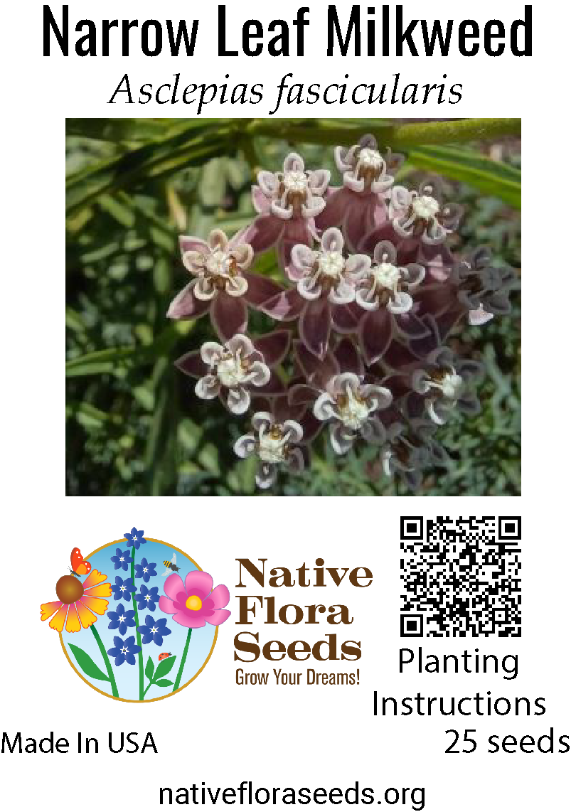milkweed from seed to flower Narrowleaf Milkweed Seeds - Western Monarch Host Plant
