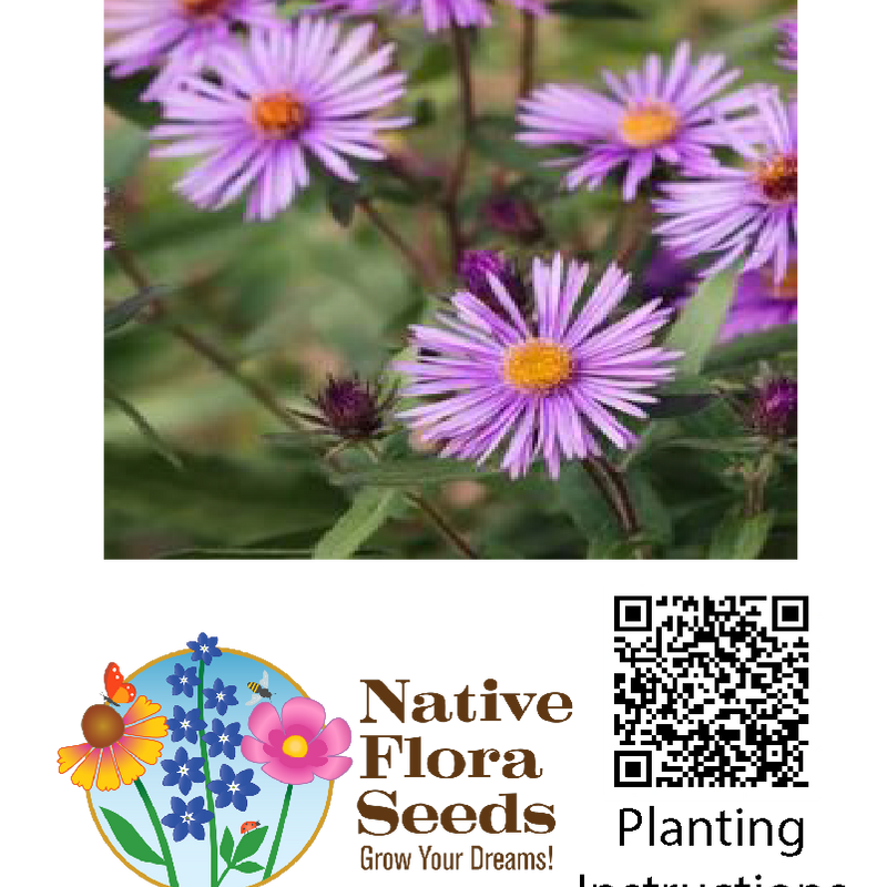 New England Aster Seeds (Symphyotrichum novae-angliae) - Native Wildflower