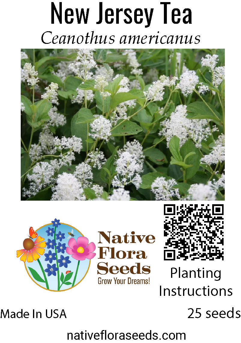 New Jersey Tea Herb Seeds – Ceanothus Americanus – Organic Heirloom Native Wildflower Bush (26+ Seeds)