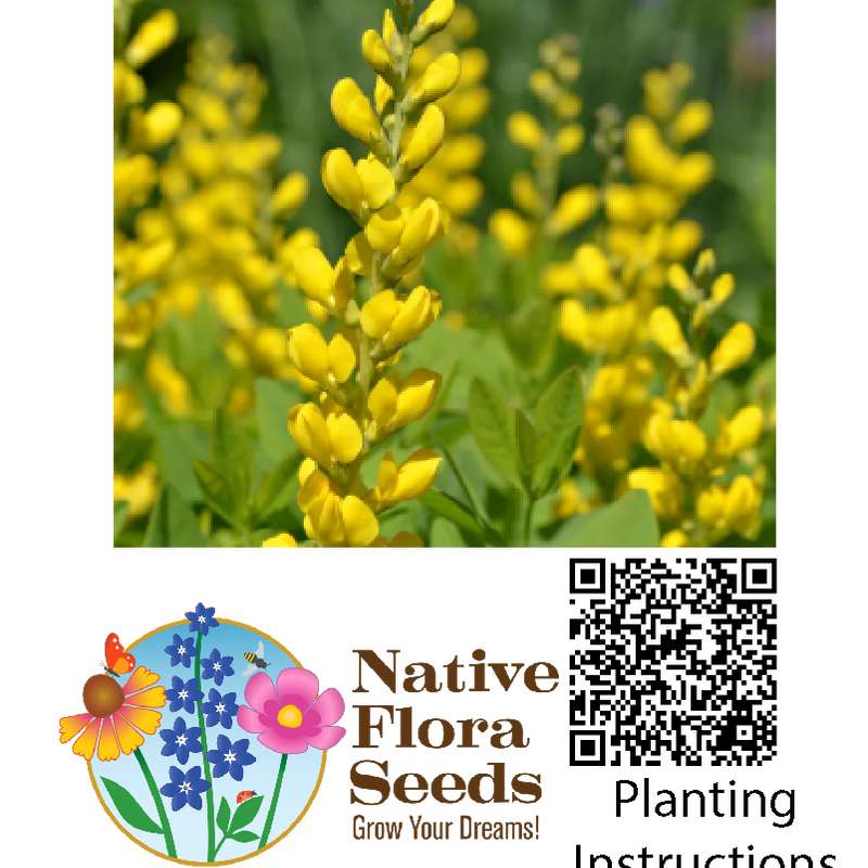 Large Yellow Wild Indigo Seeds (Baptisia sphaerocarpa) - Native Wildflower
