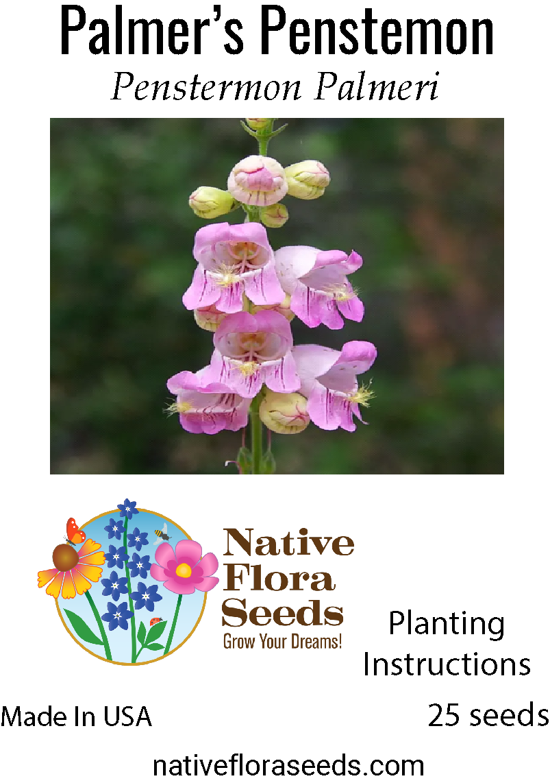 drought tolerant wildflower seeds Palmer's Penstemon Seeds