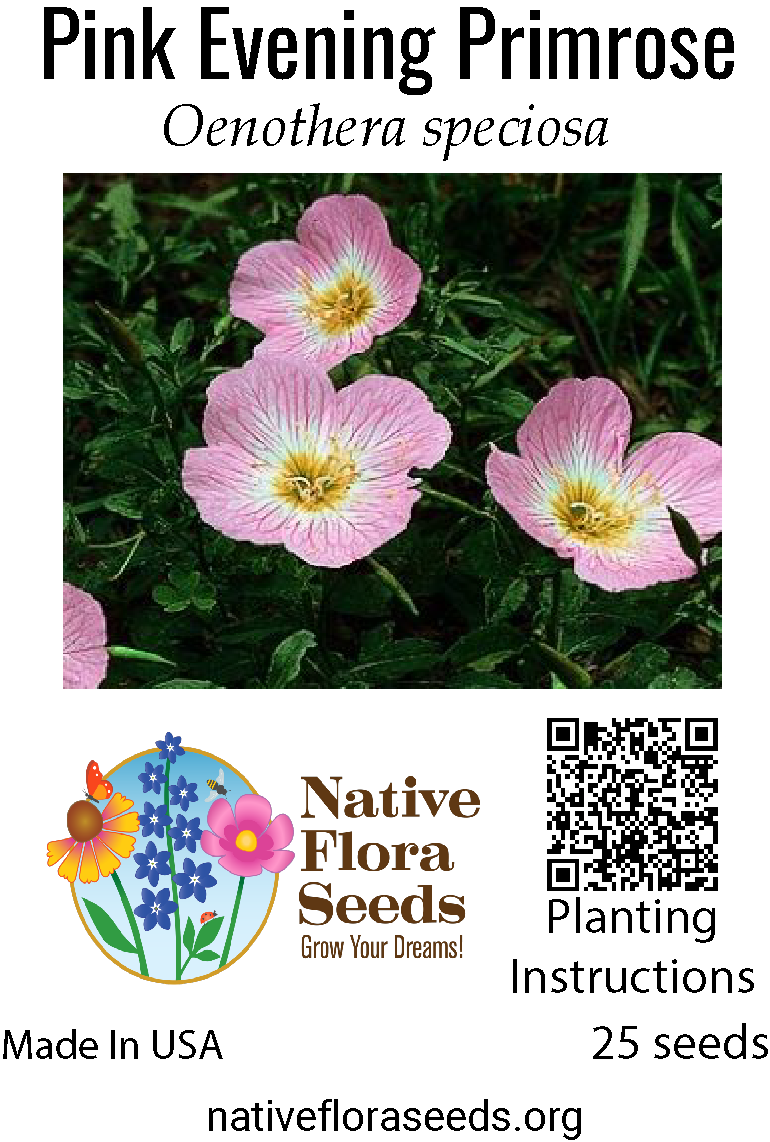 pink wildflower seeds Pink Evening Primrose Seeds - Native Oenothera speciosa