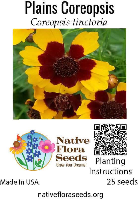 Plains Coreopsis Seeds (Coreopsis tinctoria) - Native Wildflower