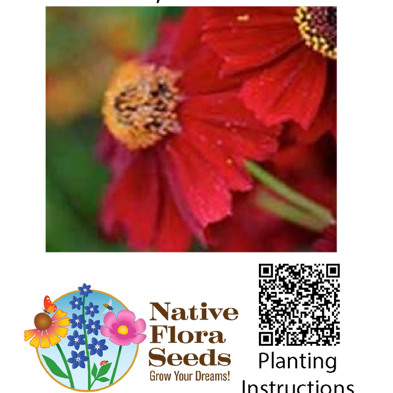 Plains Coreopsis - Tall Red Seeds (Coreopsis tinctoria) - Native Wildflower