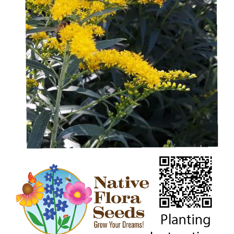 Prairie Goldenrod Seeds (Solidago nemoralis) - Native Wildflower