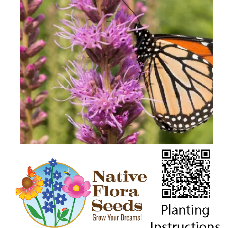 Prairie Blazing Star Seeds (Liatris pycnostachya) - Native Wildflower