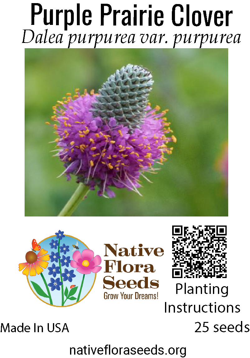 purple wildflower seeds Purple Prairie Clover Seeds - Native Dalea purpurea