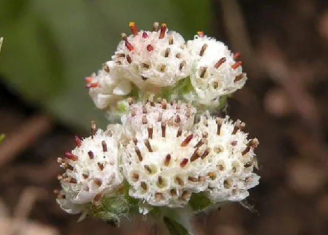Pussytoes Seeds (Antennaria plantaginifolia) - Native Wildflower