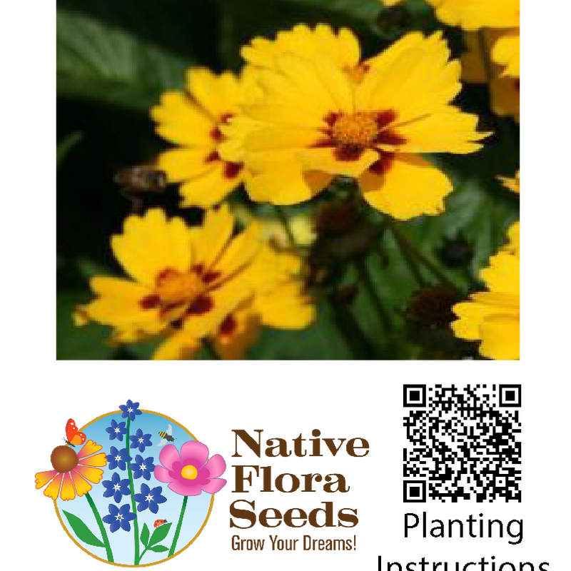 Large-Flowered Coreopsis Seeds (Coreopsis grandiflora) - Native Wildflower