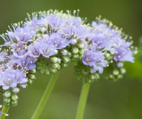Blue Curls Seeds (Trichostema dichotomum) - Native Wildflower