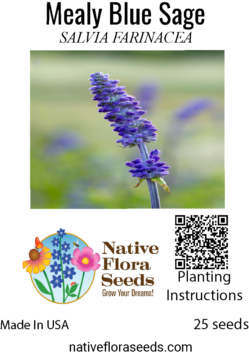 salvia plant seed Mealy Blue Sage Seeds - Native Hummingbird Plant