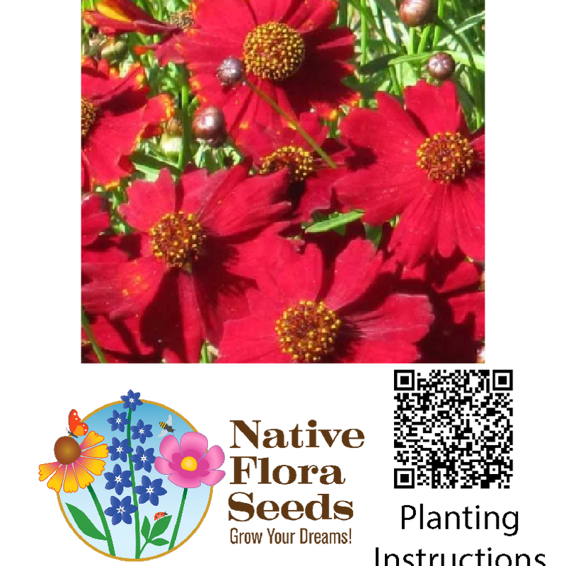 Plains Coreopsis - Red Dwarf Seeds (Coreopsis tinctoria) - Native Wildflower