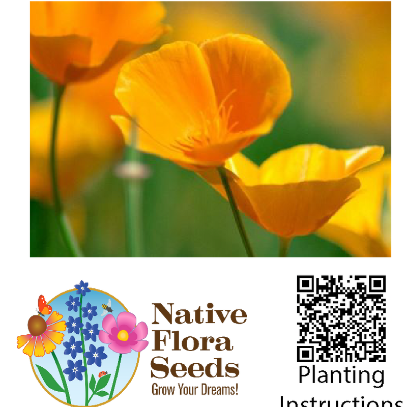 California Poppy Seeds (Eschscholzia californica) - Native Wildflower