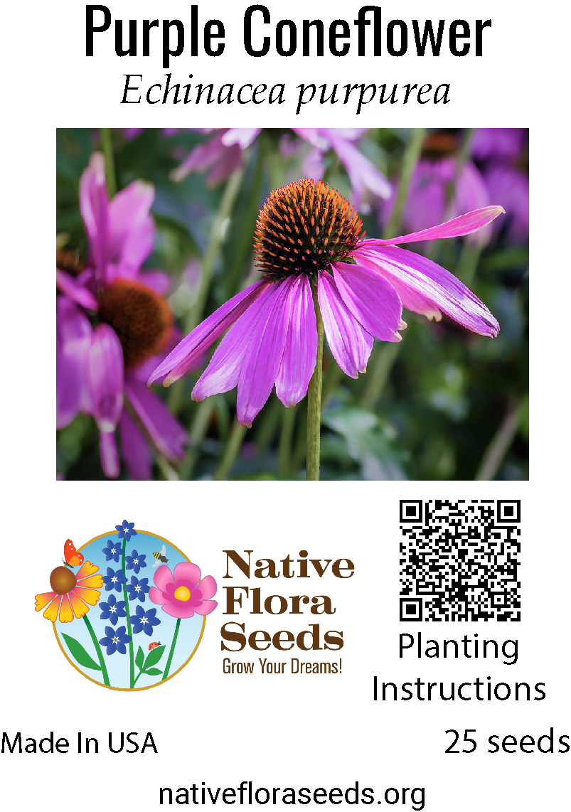 seeds echinacea Purple Coneflower (Echinacea) 5G