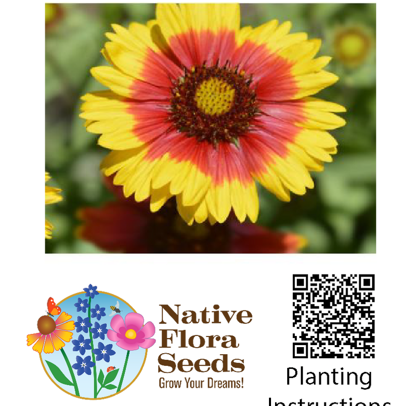 Indian Blanket Seeds (Gaillardia pulchella) - Native Wildflower