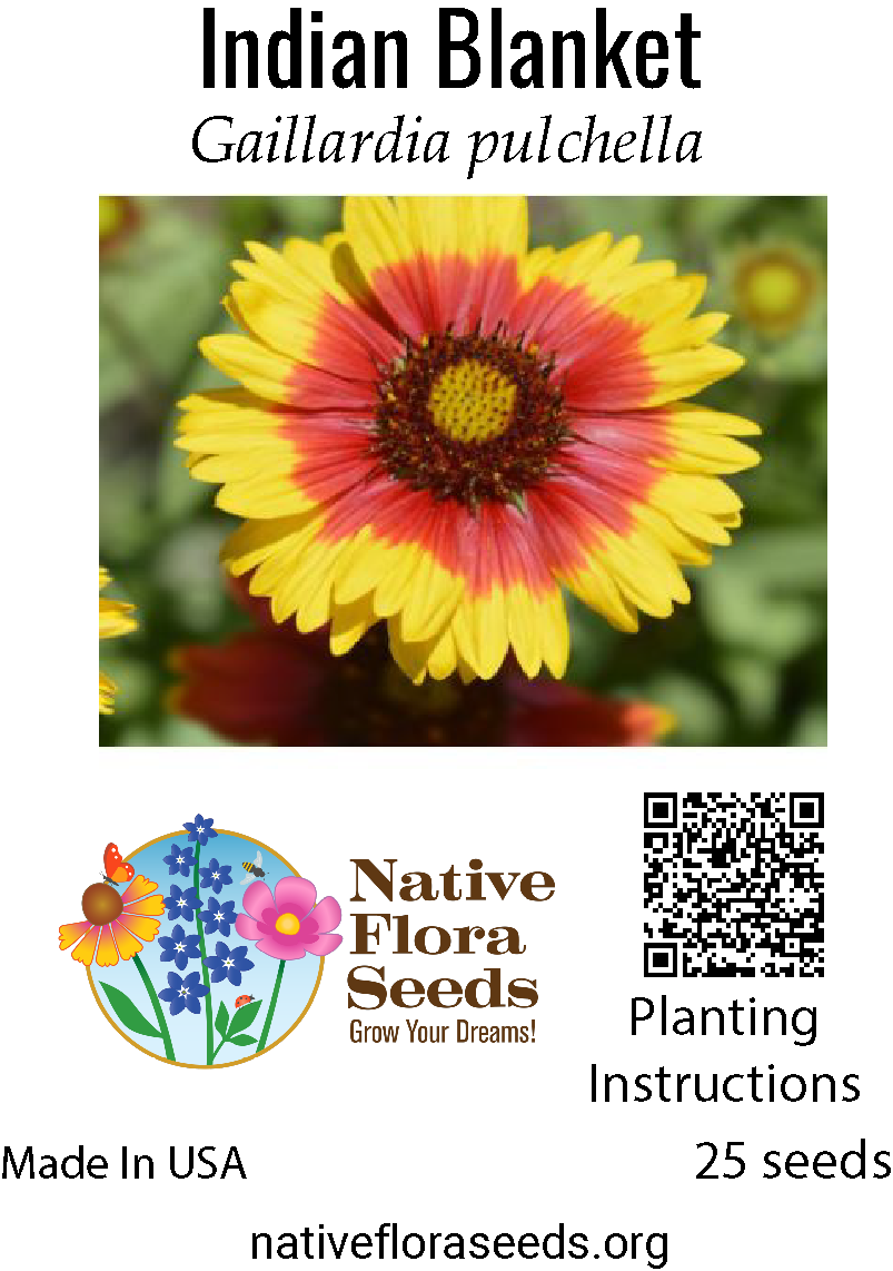 gaillardia blanket flower seeds Indian Blanket Seeds - Native Firewheel Wildflower